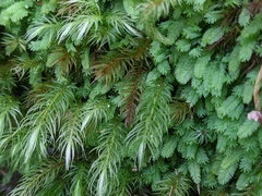 Pyrrhobryum paramattense