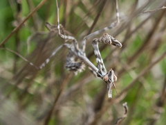 Empusa pennicornis