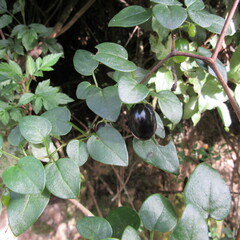 Salpichroa tristis