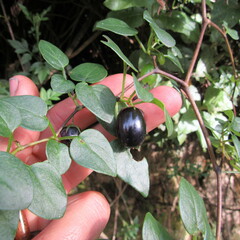 Salpichroa tristis