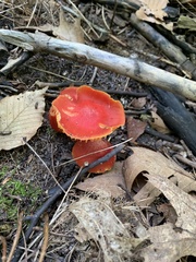 Hygrocybe punicea