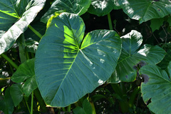 Xanthosoma robustum