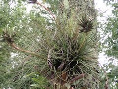 Tillandsia juncea