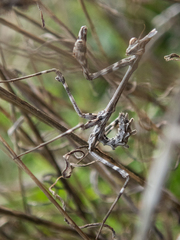 Empusa pennicornis