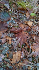 Alloclavaria purpurea