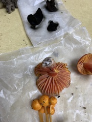 Hygrocybe punicea