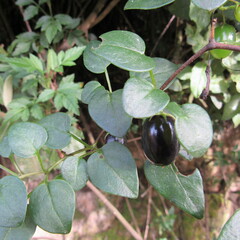 Salpichroa tristis