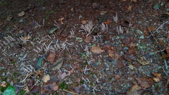 Alloclavaria purpurea