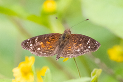 Anthanassa atronia