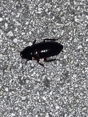 Eurycotis floridana