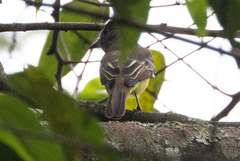 Tyrannidae