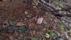 Alloclavaria purpurea