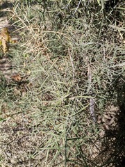 Koeberlinia spinosa