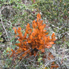 Dendrophthora avenia