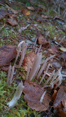 Alloclavaria purpurea