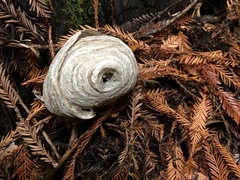 Dolichovespula arenaria