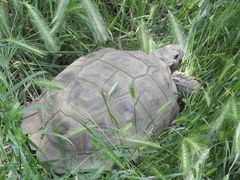 Chelonoidis chilensis