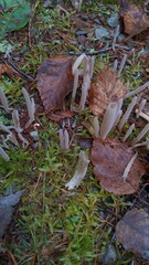 Alloclavaria purpurea