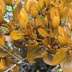 Dendrophthora avenia