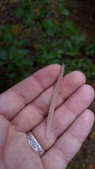 Alloclavaria purpurea