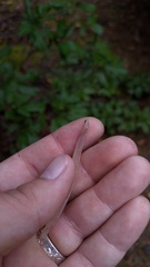 Alloclavaria purpurea