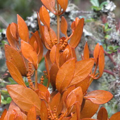 Dendrophthora avenia