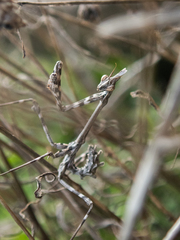 Empusa pennicornis