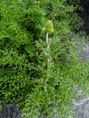 Polyachyrus