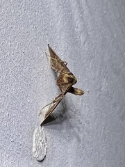 Endotricha mesenterialis