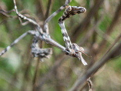 Empusa pennicornis