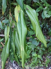 Curcuma zedoaria