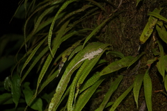 Anolis capito