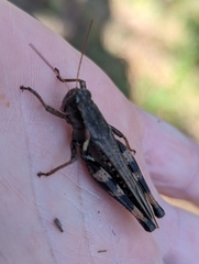 Melanoplus keeleri