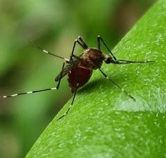 Aedes alboannulatus