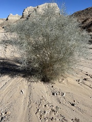 Psorothamnus spinosus