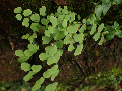 Adiantum poiretii
