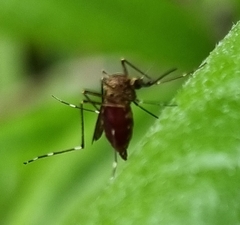 Aedes alboannulatus