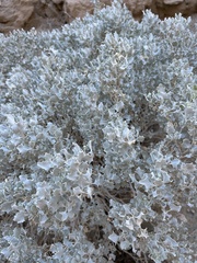 Atriplex hymenelytra