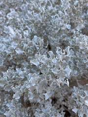 Atriplex hymenelytra