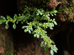 Pilea microphylla