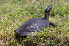 Trachemys venusta venusta