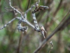 Empusa pennicornis