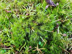 Dicranum fuscescens