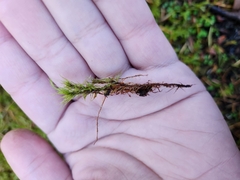 Dicranum fuscescens