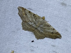 Macaria multilineata