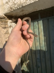 Hemorrhois hippocrepis