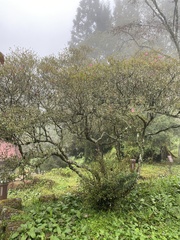 Rhododendron oldhamii