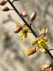 Hoffmannseggia microphylla