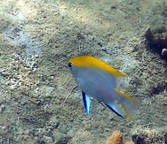 Neoglyphidodon melas