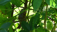 Pheugopedius maculipectus
